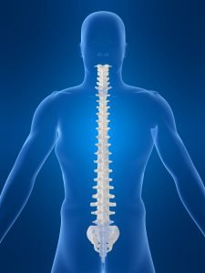 picture of a spine
